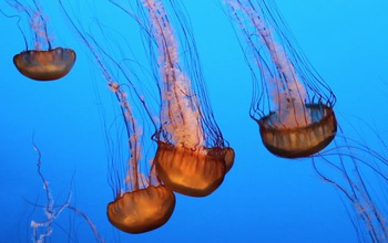 group of jellyfish